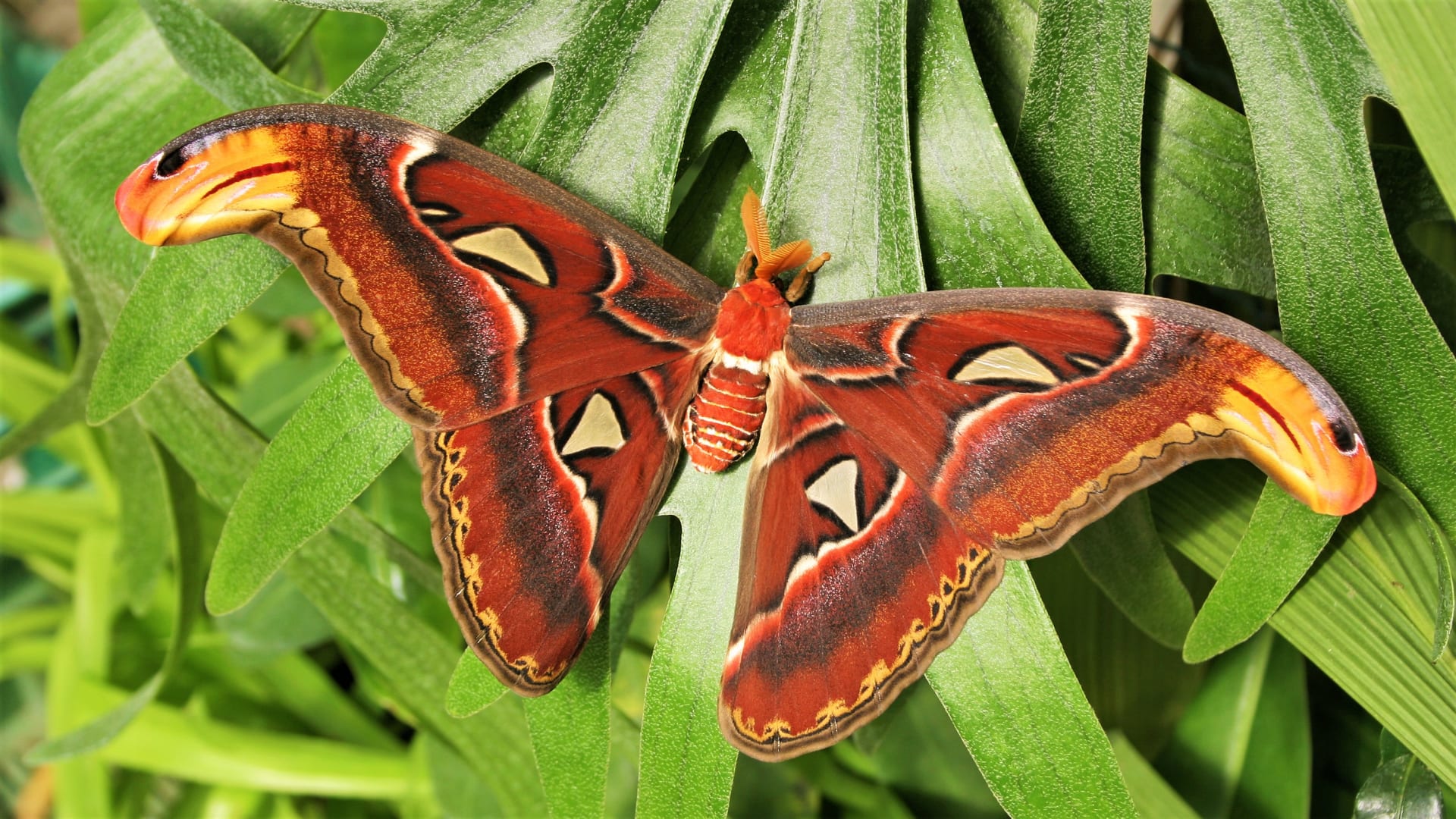 Výstava tropických motýlů ve skleníku Fata Morgana: motýl s největší plochou křídel na světě, martináč Attacus atlas