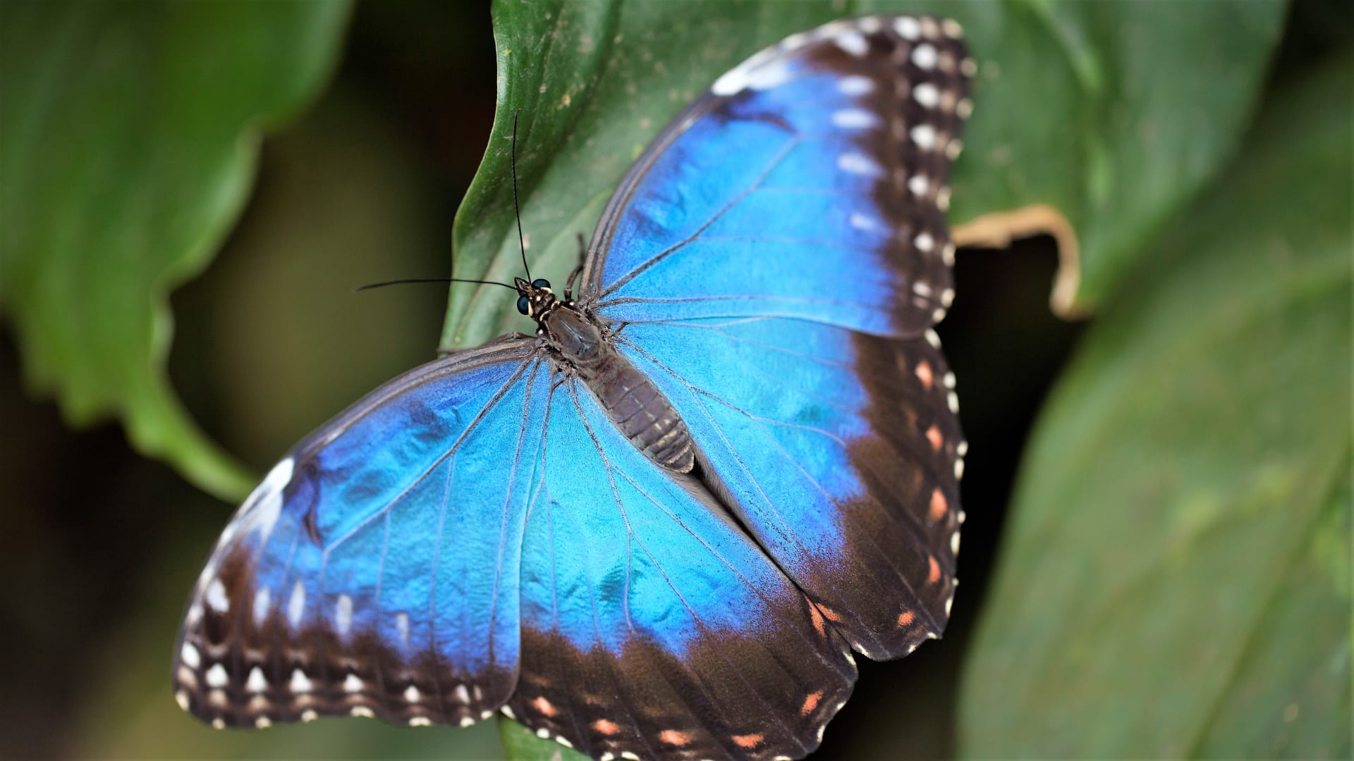 Výstava tropických motýlů ve skleníku Fata Morgana: Morpho peleides má rozpětí křídel má až 12,5 cm!