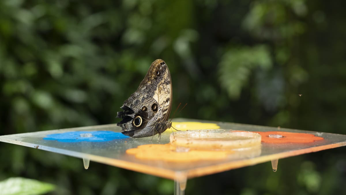 Výstava tropických motýlů ve skleníku Fata Morgana: model vývoje motýla velkého sovího motýla (Caligo memnon)