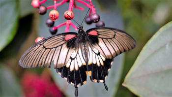 Stovky tropických motýlů rozzářily skleník Fata Morgana. Letos až do 2. června 