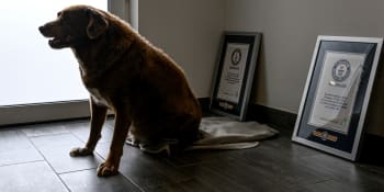 Nejstarší pes světa slaví narozeniny. Narodil se před vznikem Česka, i tak stále prohání kočky