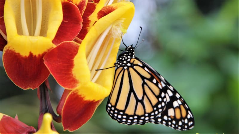 Výstava tropických motýlů ve skleníku Fata Morgana: Danaus plexippus 