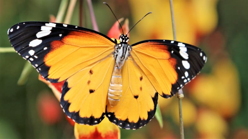 Výstava tropických motýlů ve skleníku Fata Morgana: Danaus chrysippus 