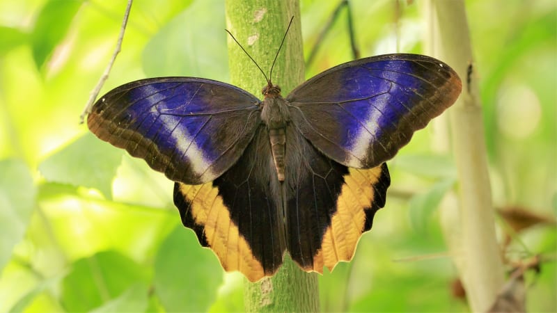 Výstava tropických motýlů ve skleníku Fata Morgana: soví motýl Caligo atreus