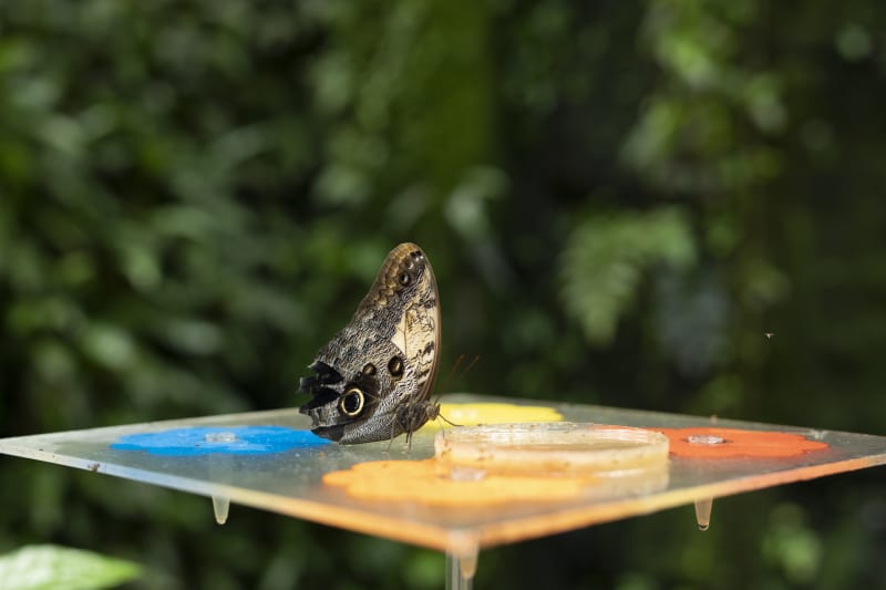 Výstava tropických motýlů ve skleníku Fata Morgana: model vývoje motýla je umístěn před vchodem do skleníku