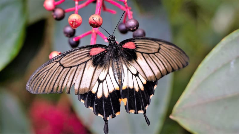 Výstava tropických motýlů ve skleníku Fata Morgana: 