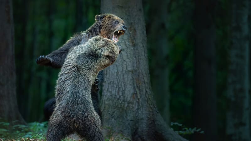 Soutěž Czech Nature Photo ovládli bojující medvědi. Podívejte se na fotky ze sedmého ročníku