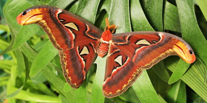 Výstava tropických motýlů ve skleníku Fata Morgana: motýl s největší plochou křídel na světě, martináč Attacus atlas