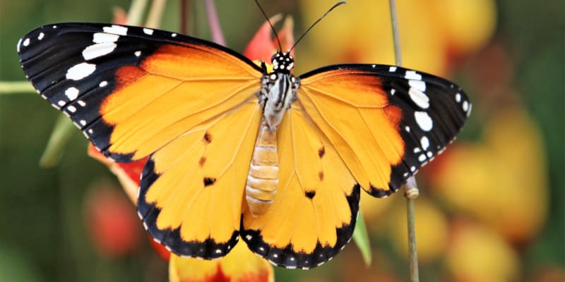 Výstava tropických motýlů ve skleníku Fata Morgana: Danaus chrysippus 