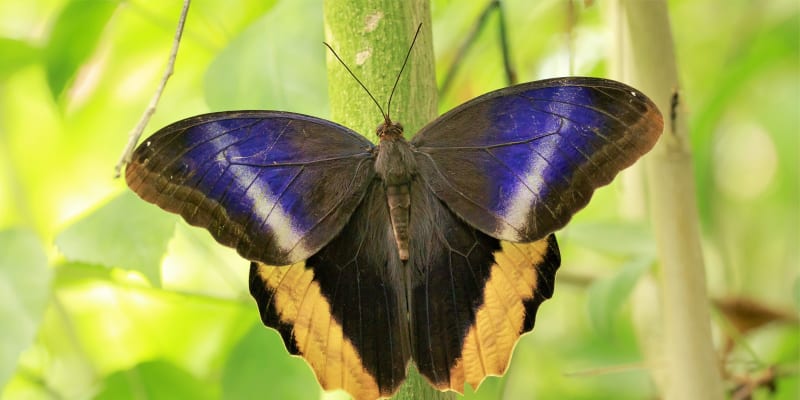 Výstava tropických motýlů ve skleníku Fata Morgana: soví motýl Caligo atreus
