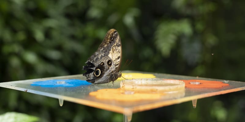 Výstava tropických motýlů ve skleníku Fata Morgana: model vývoje motýla je umístěn před vchodem do skleníku