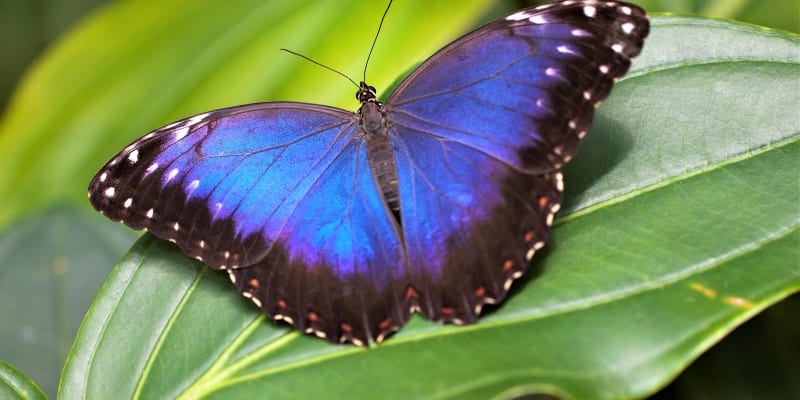 Výstava tropických motýlů ve skleníku Fata Morgana: exotický krasavec Morpho peleides