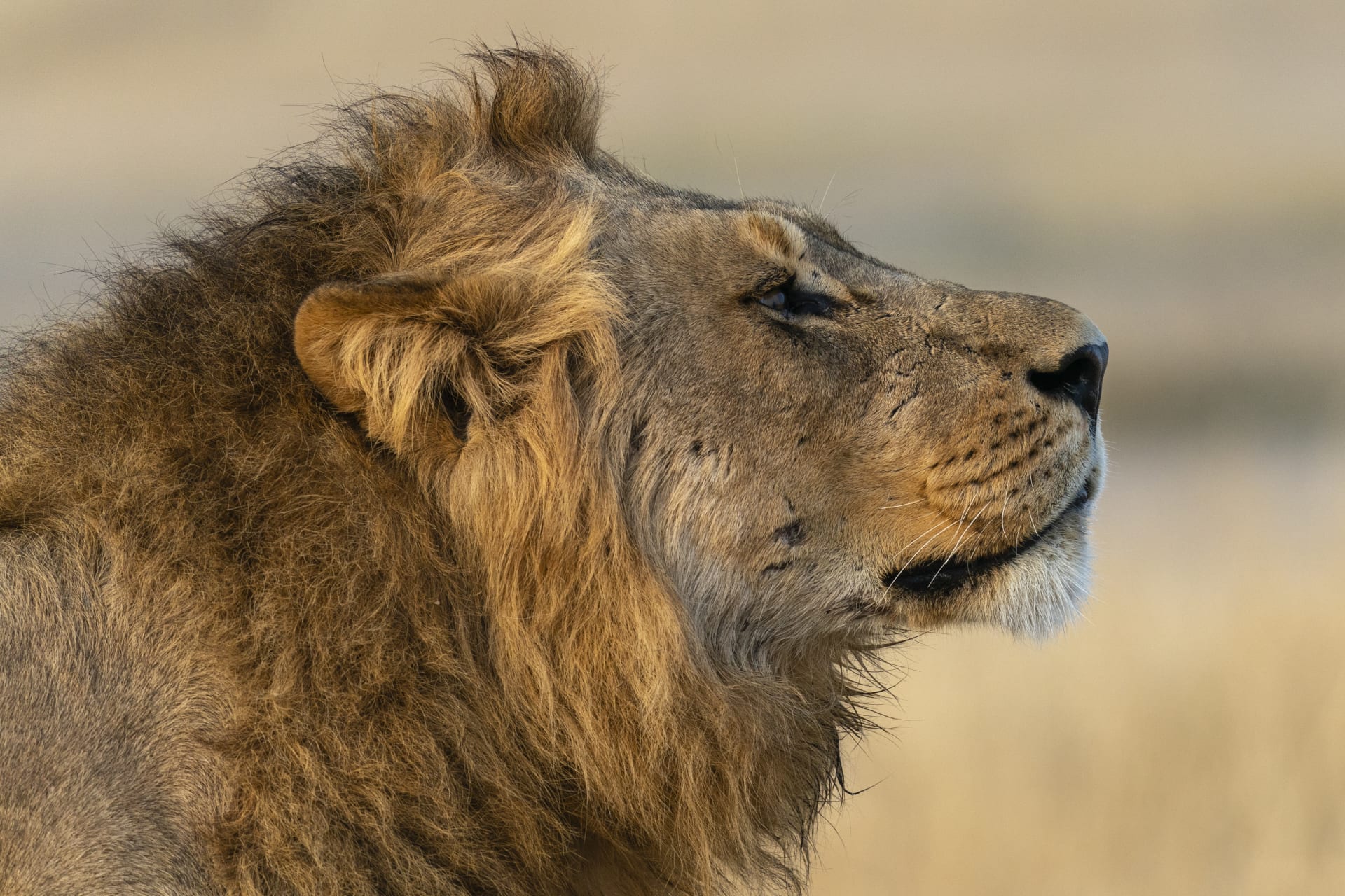 Průměrná délka života lvů ve volné přírodě je asi 13 let, i když v zajetí mohou žít mnohem déle. (Ilustrační foto)
