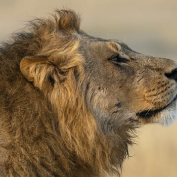 Průměrná délka života lvů ve volné přírodě je asi 13 let, i když v zajetí mohou žít mnohem déle. (Ilustrační foto)