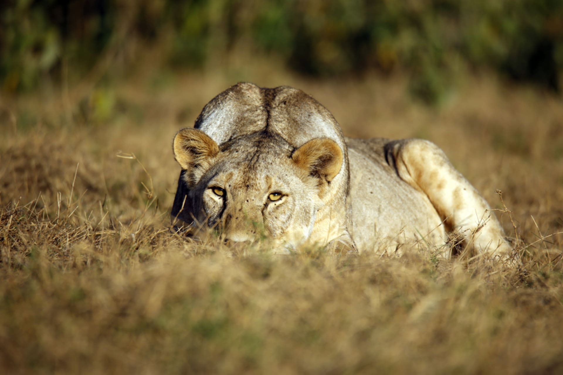 Lvice v Amboseli vyhlíží kořist