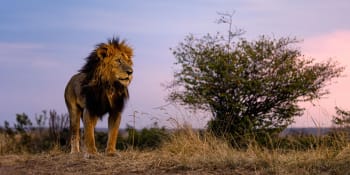 Zabíjení lvů v Keni pokračuje, pastevci usmrtili šest šelem. Útočí na naše zvířata, stěžují si