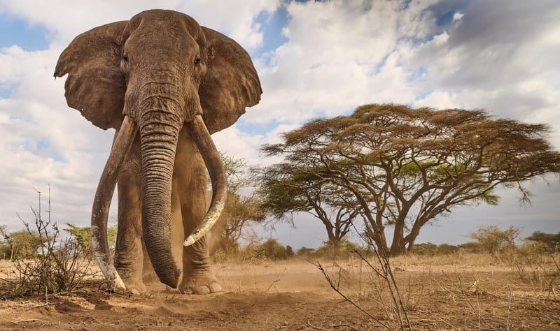 Rezervace Amboseli je domovem mnoha chráněných druhů zvířat