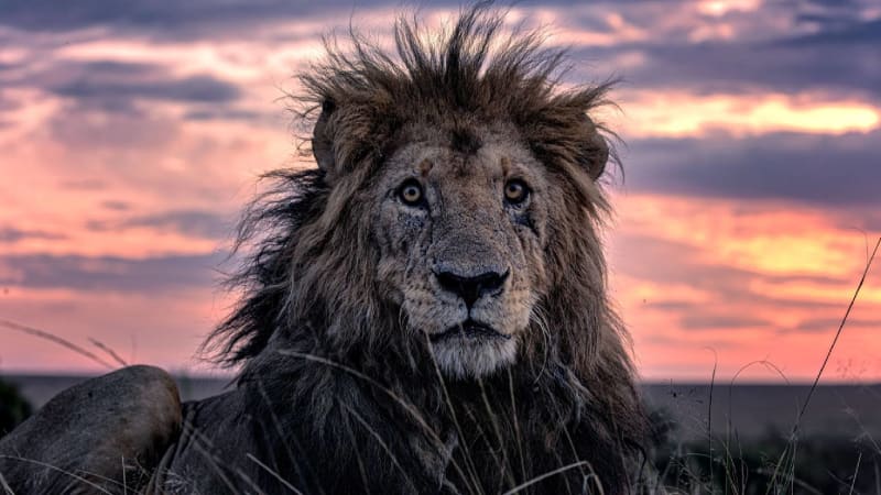 Novým Lvím králem se nejspíš stane Morani, kterému  je 15-16 let