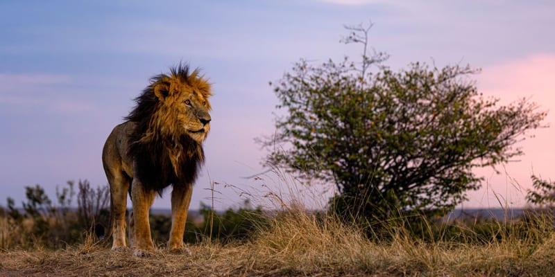 Lví populace se v Africe neustále zvyšuje 