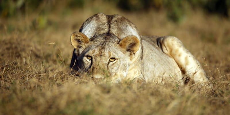 Lvice v Amboseli vyhlíží kořist
