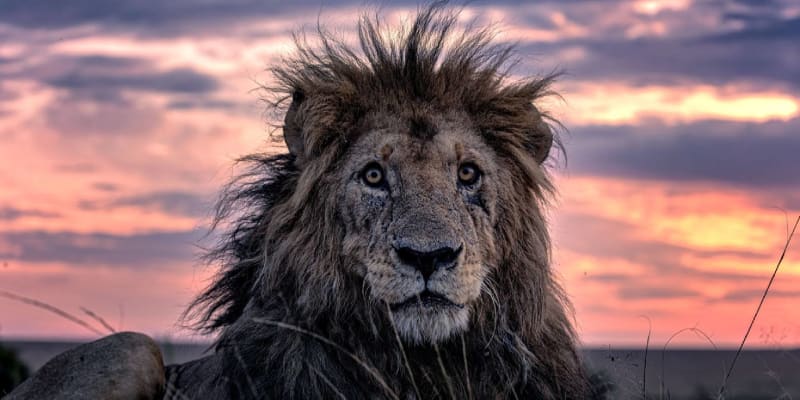 Novým Lvím králem se nejspíš stane Morani, kterému  je 15-16 let