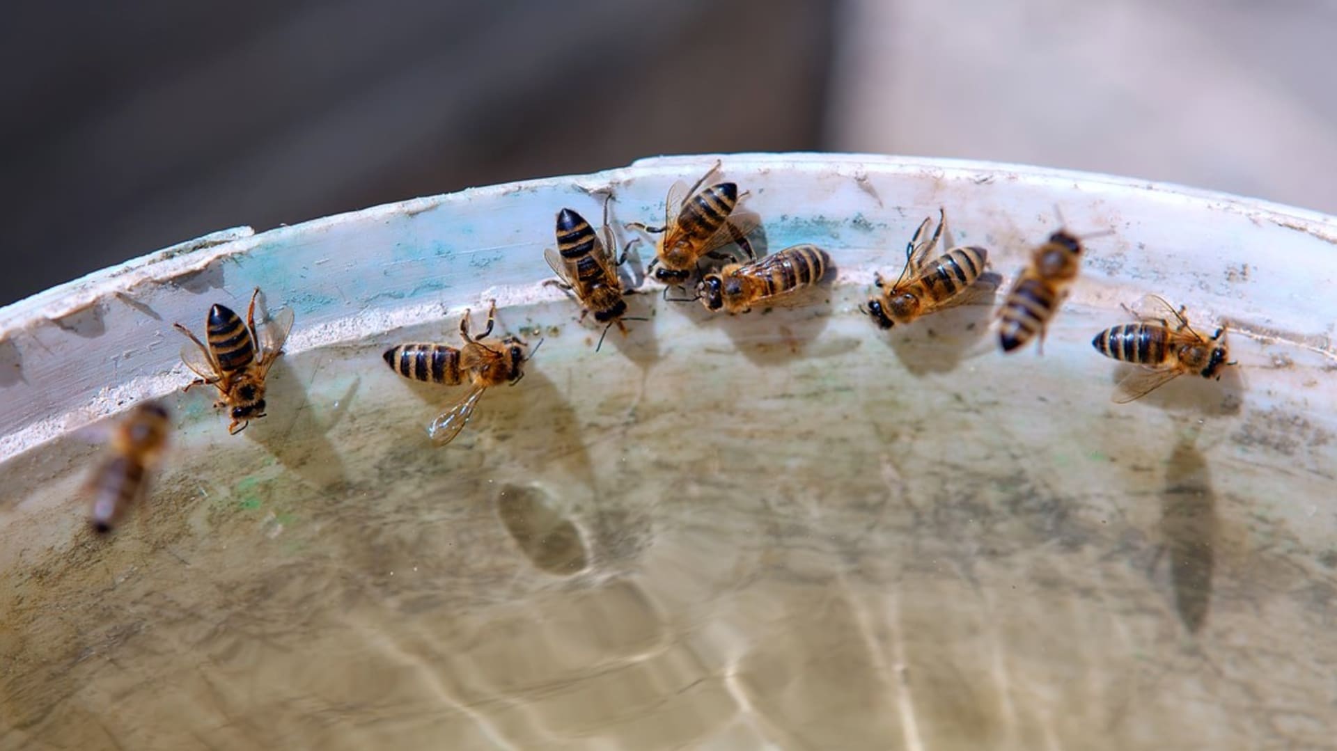  každý z nás může přispět aspoň trochu k tomu, aby bylo včelám lépe. Například dávat jim ven misky s vodou.