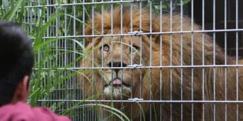 Lev na Slovensku roztrhal majitele malé zoo na kusy. Napadl ho při krmení