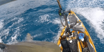 Děsivá scéna jako z Čelistí: Žralok napadl kajakáře, dramatický útok natočila kamera