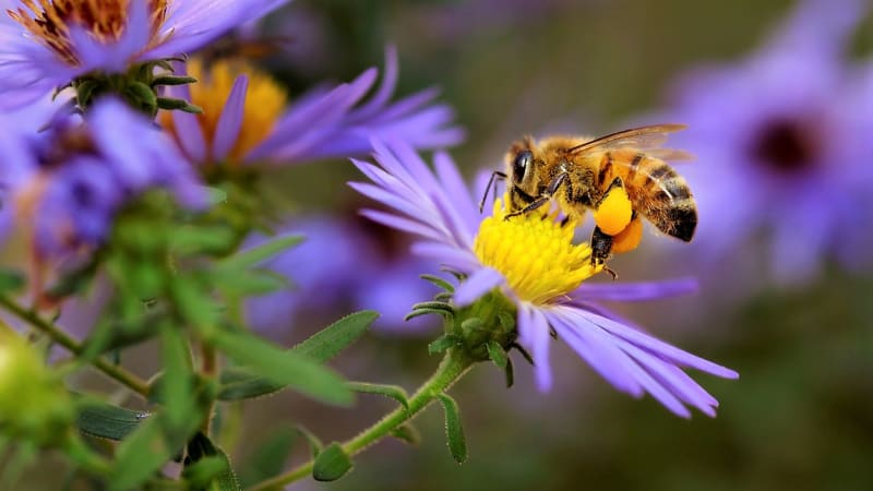 Světový den včel 20. května připomíná důležitost tohoto obdivuhodného hmyzu pro celý svět