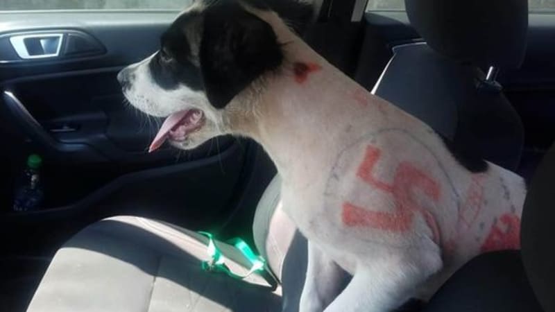 Nechutný případ týrání psa otřásl internetem. Ochránci zvířat našli štěně se svastikami a nadávkami na kůži!