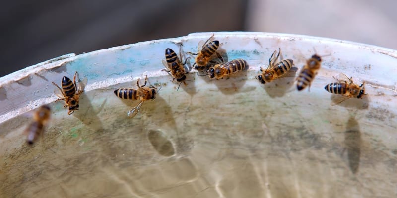  každý z nás může přispět aspoň trochu k tomu, aby bylo včelám lépe. Například dávat jim ven misky s vodou.