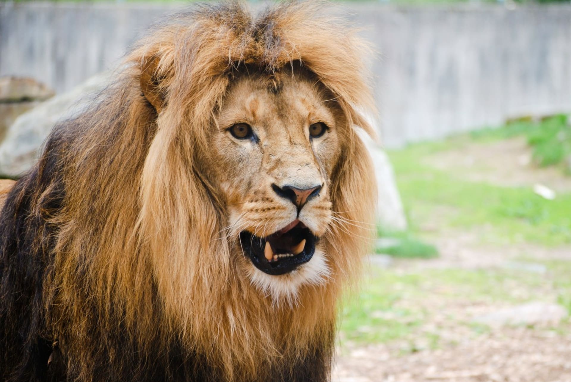 Lev v zoo - ilustrační foto