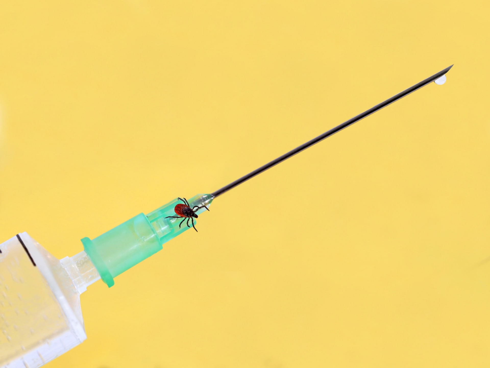 Proti klíšťové encefalitidě existuje očkování 