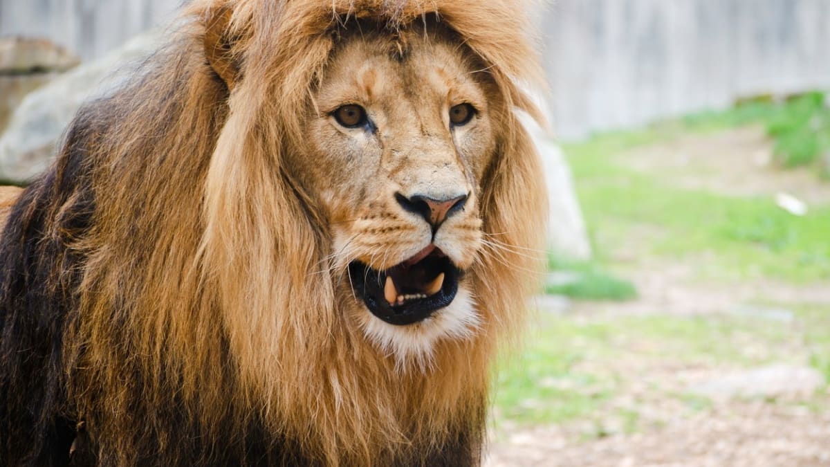 Lev v zoo - ilustrační foto