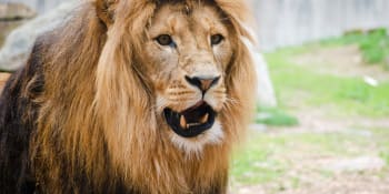 Sousedé o děsivém útoku v zoo, při kterém lev roztrhal majitele: Jozef zvířata týral