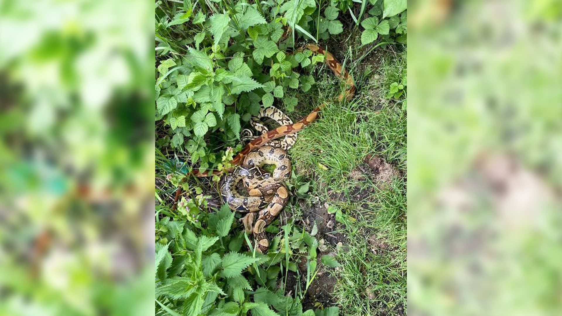 Na jihu Slovenska policisté u cesty našli šest exotických hadů.