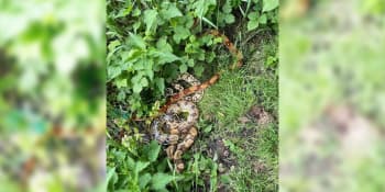 Nečekaný nález u Lehnice: Policisté řešili odchyt exotických hadů, plazili se podél silnice