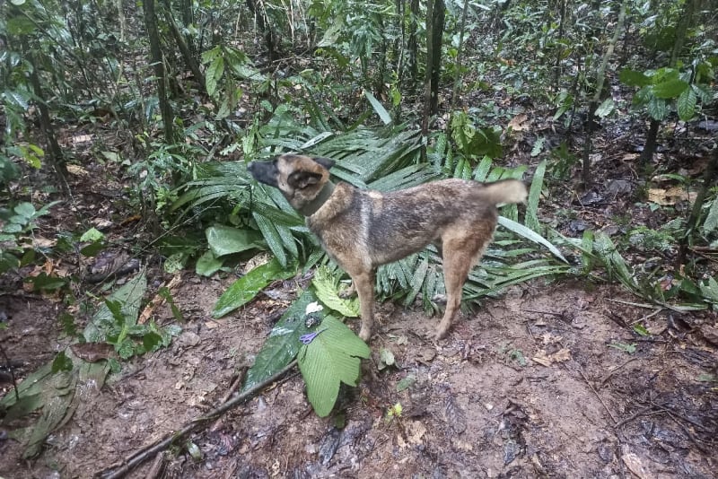 V Kolumbii našli čtyři děti, které po pádu letadla přežily dva týdny v džungli