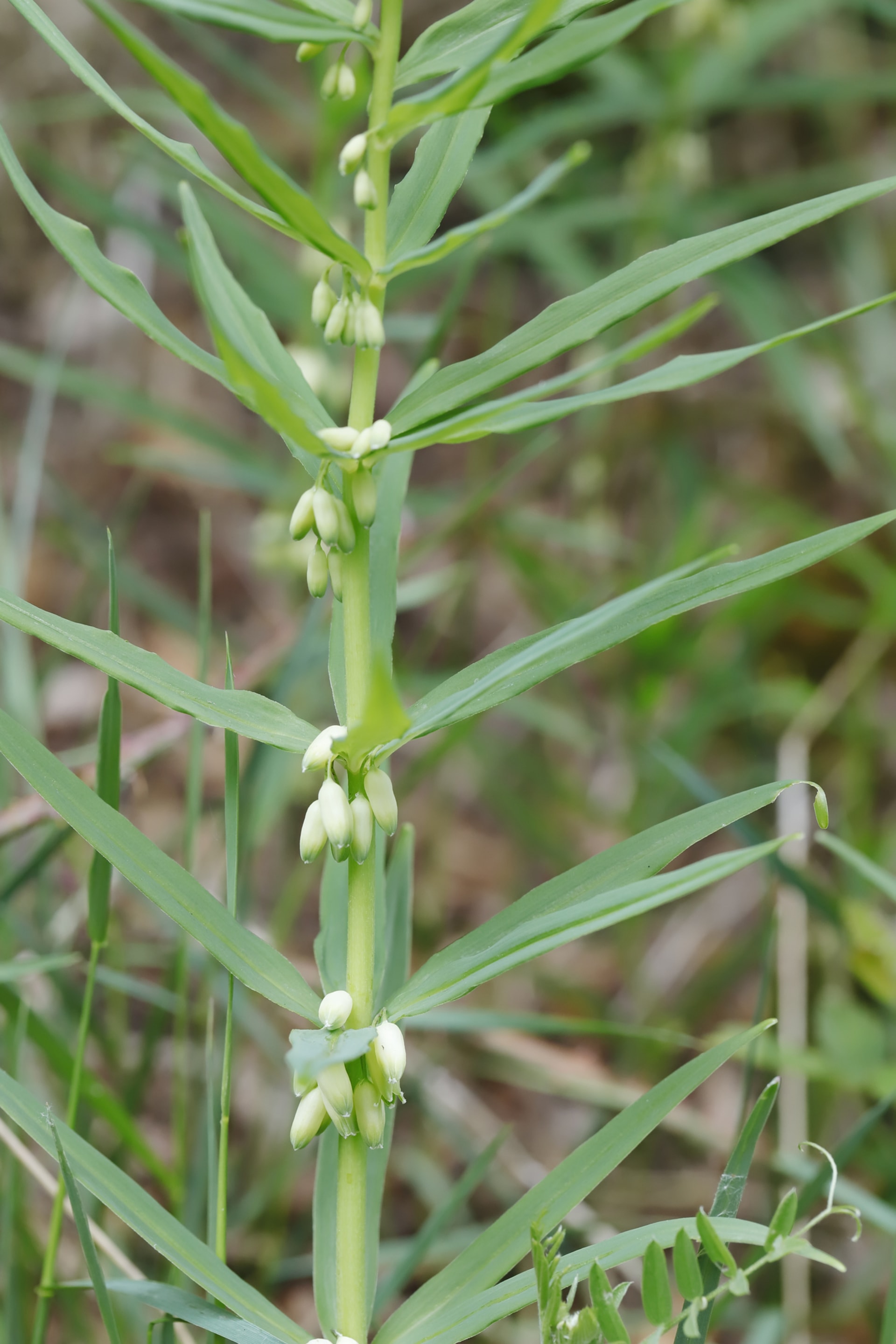 Kokořík přeslenitý (Polygonatum verticillatum)