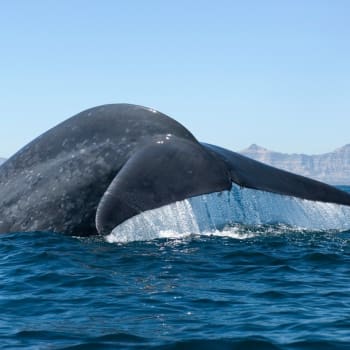 Velryba - ilustrační foto
