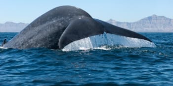 Jak se „sprchují“ velryby? Vědci poprvé natočili záhadný písečný rituál