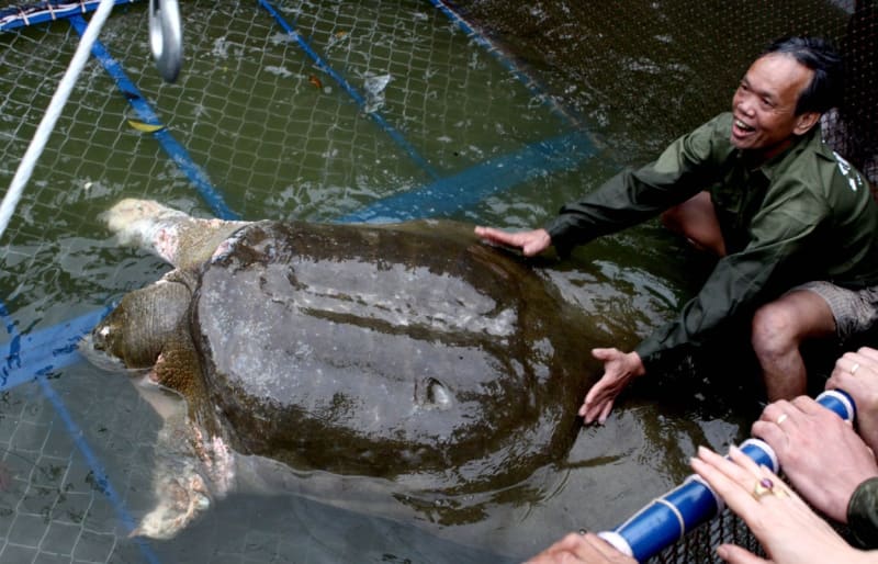 Kožnatka Swinhoeova je naváděna do sítě kvůli zdravotní prohlídce v roce 2011. Jezero navráceného meče, Hanoi.