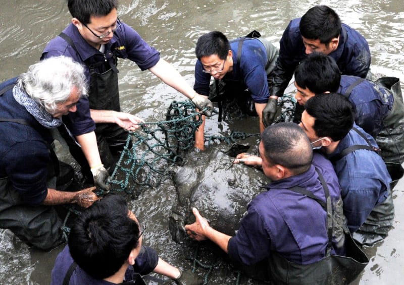 Samice kožnatky Swinhoeovy v řece Jang-c'-ťiang v Su-čou v roce 2016. O tři roky později uhynula po neúspěšném pokusu o umělé oplodnění.