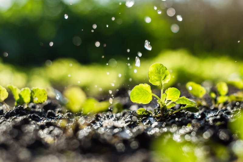 Dešťové kapky mění produkt půdních bakterií na aerosol