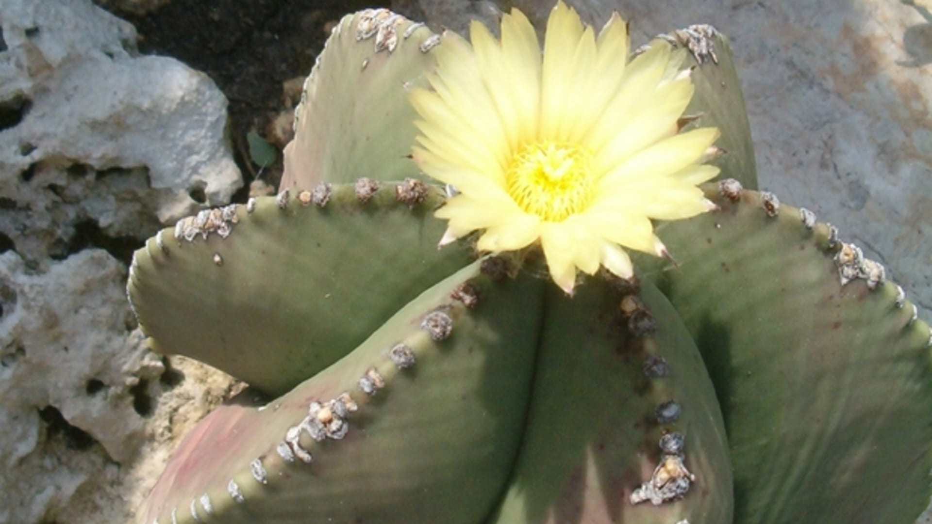 Božské dorty kaktus - Obrázek 15