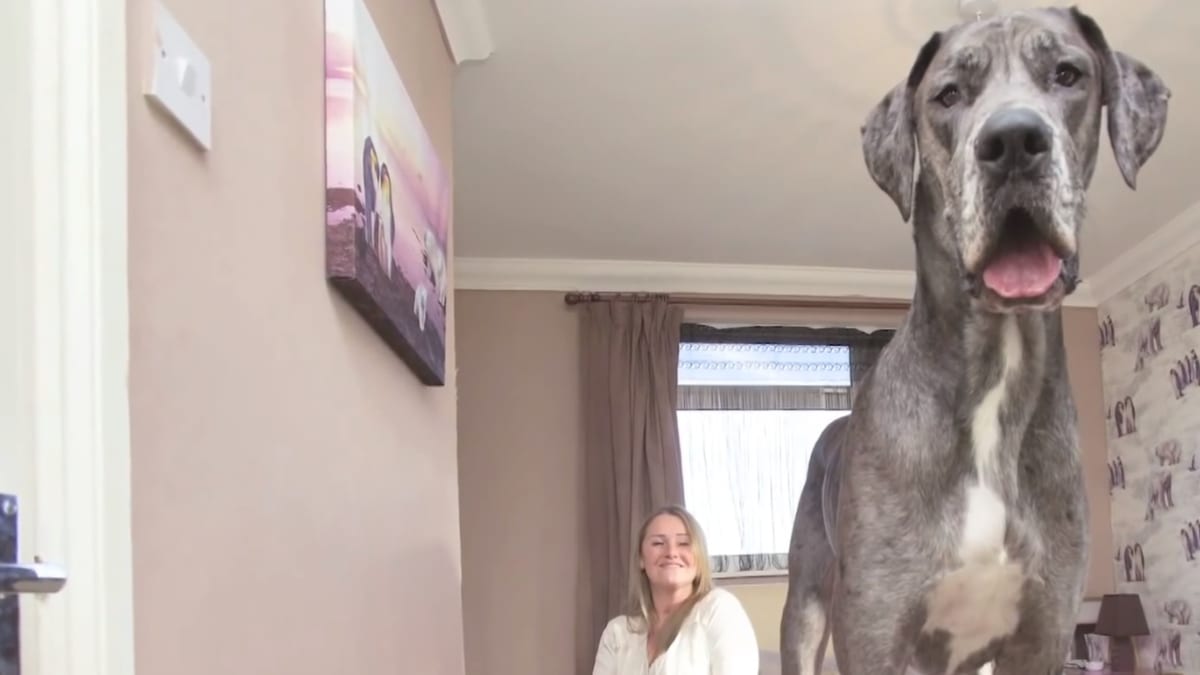 Největší pes světa