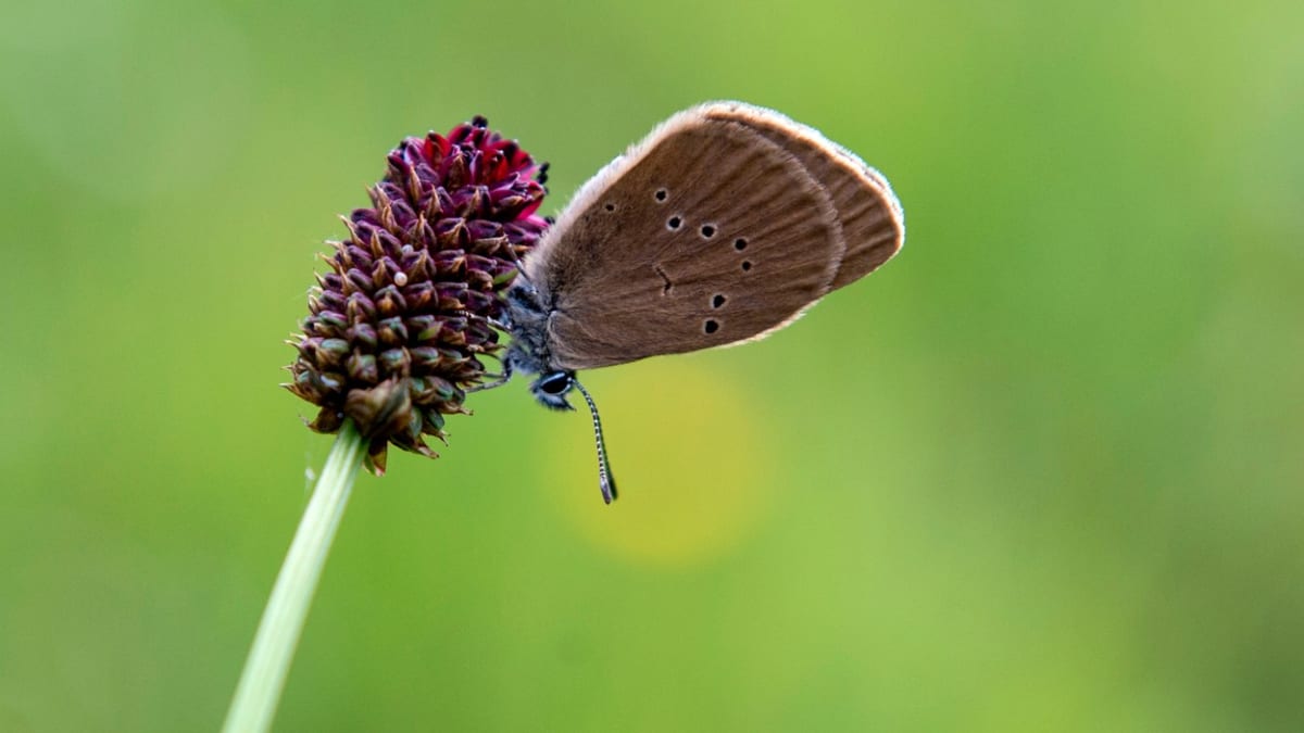 Celoevropsky ohrožený a mizející motýl modrásek bahenní