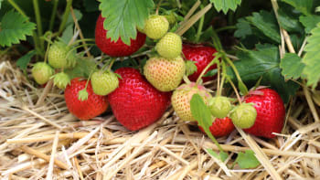 10 tipů, jak sklízet čisté jahody bez bláta: Ovoce pěstujte v dřevěné pyramidě, paletách i sudech
