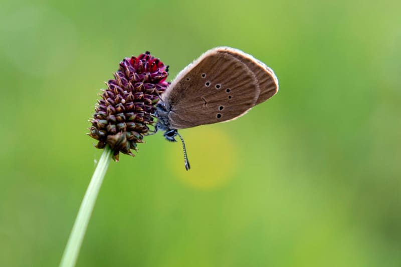 Celoevropsky ohrožený a mizející motýl modrásek bahenní