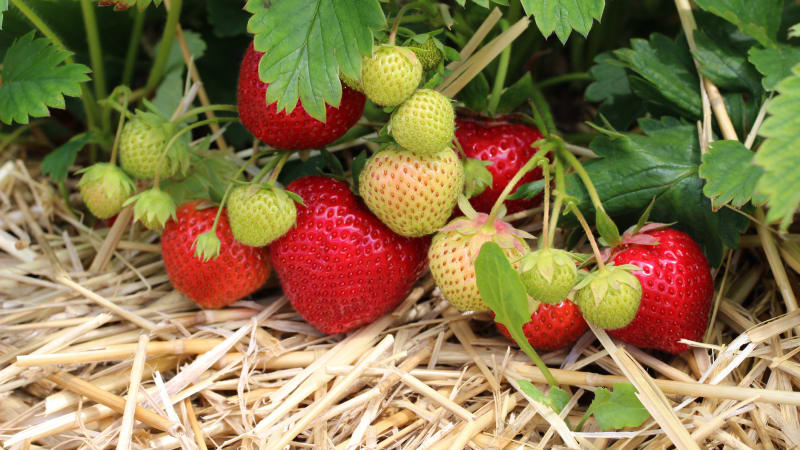 10 tipů, jak sklízet čisté jahody bez bláta: Ovoce pěstujte v dřevěné pyramidě, paletách i sudech